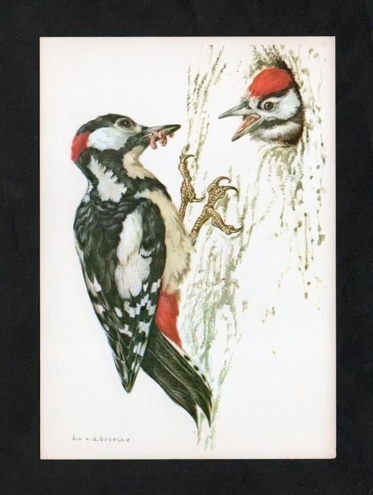 Grote Bonte Specht Dendrocopos Major door Ko v.d. Broecke., Ophalen of Verzenden, 1980 tot heden, Ongelopen, Vogel