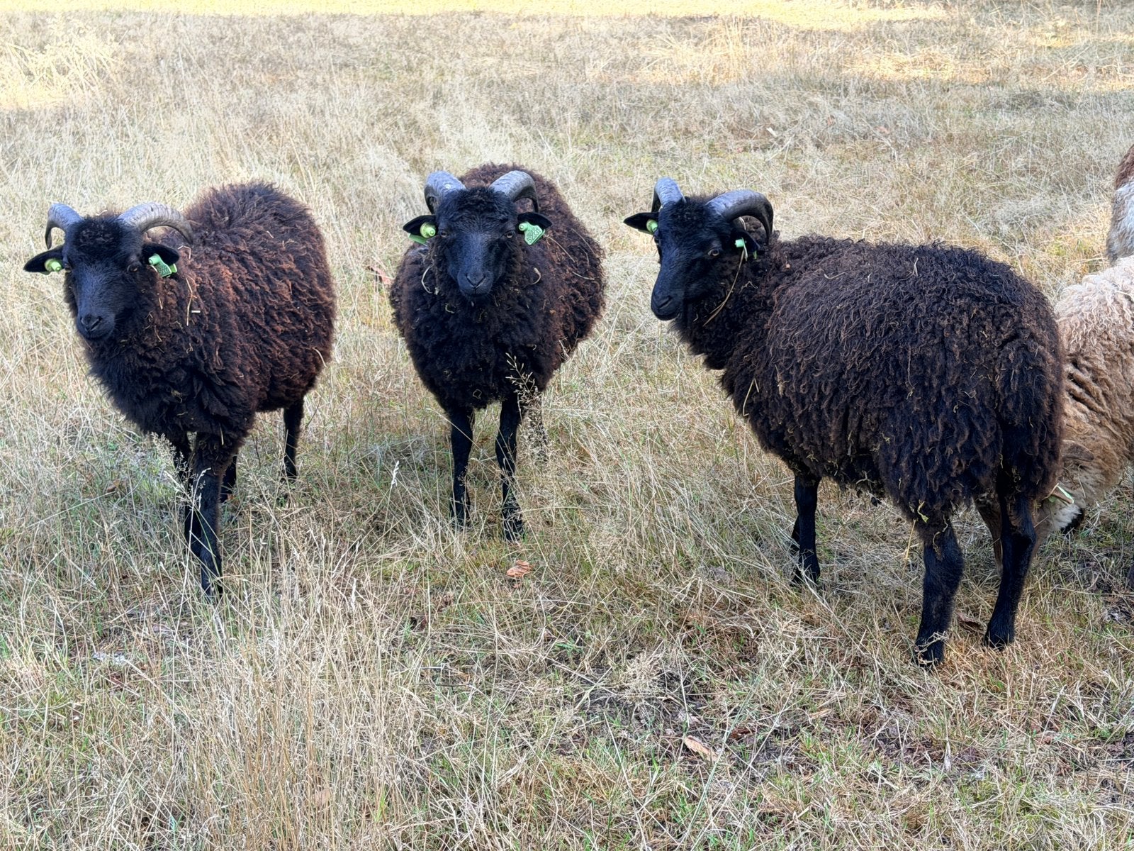 3 zwarte Skudde rammenlammeren te koop, Dieren en Toebehoren, Mannelijk, Schaap, 0 tot 2 jaar
