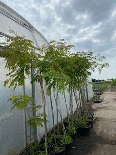 Albizia julibrissin ofwel Perzische Slaapboom, Volle zon, Vaste plant, Zomer, Ophalen