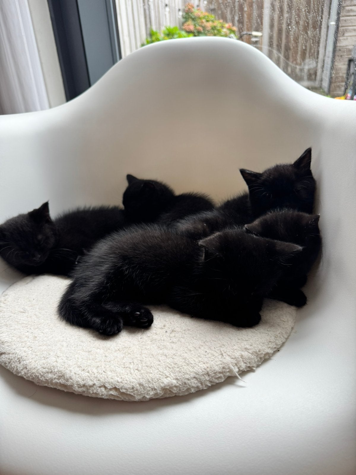Britse korthaar / Europese kittens (Turkse Van), Meerdere dieren, Ontwormd, 0 tot 2 jaar
