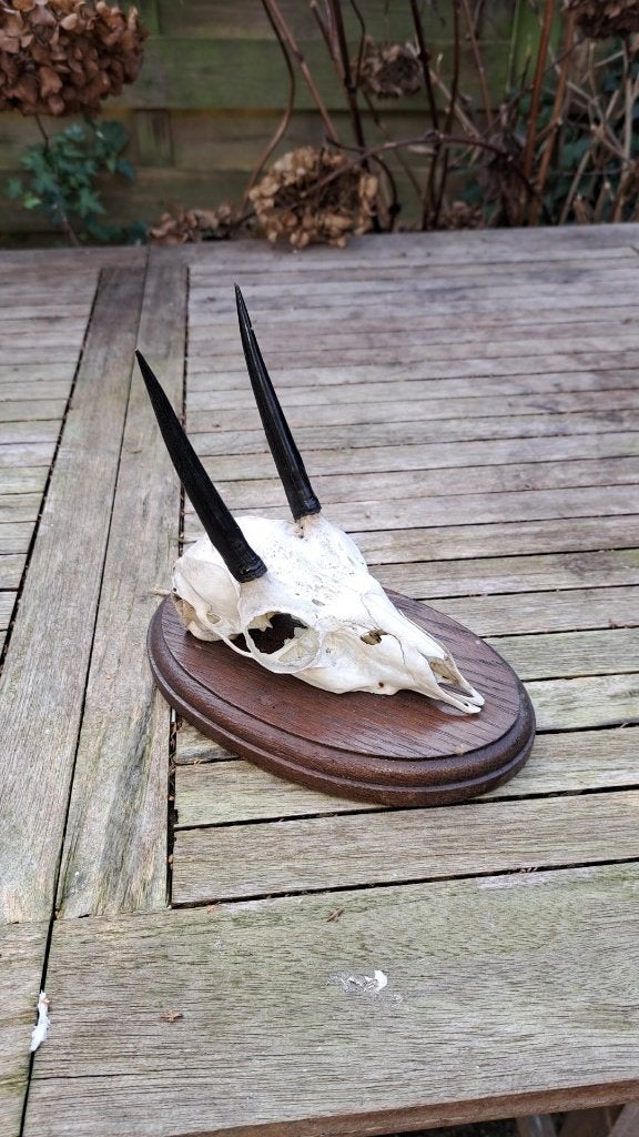 steenbok hoorns afrika gewei, Ophalen of Verzenden, Zo goed als nieuw, Wild dier, Schedel