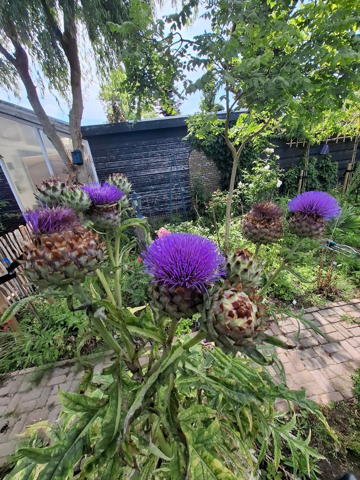 Kardoen met prachtige paarse bloemen, Ophalen of Verzenden, Volle zon, Zaad