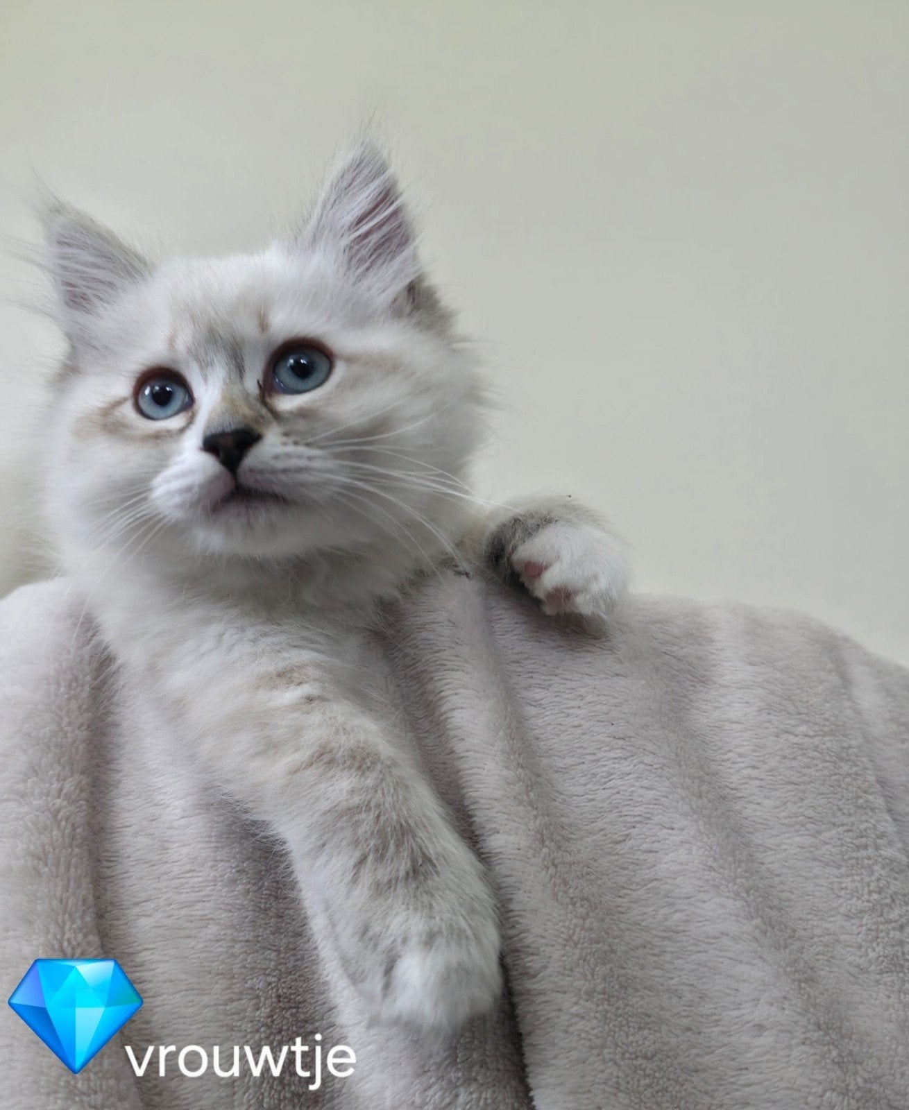 Neva Masquerade kittens - huiselijk, gechipt, mogen weg, Meerdere dieren, Gechipt, 0 tot 2 jaar