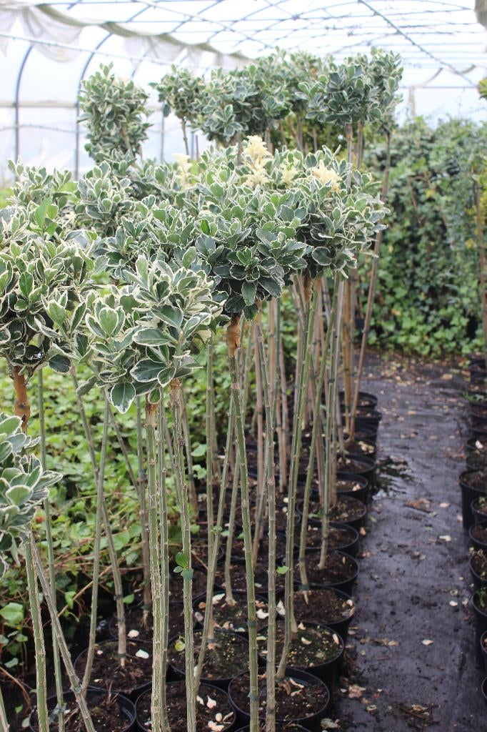 Kardinaalsmuts Euonymus op stam 100 cm, Ophalen, Overige soorten, Halfschaduw