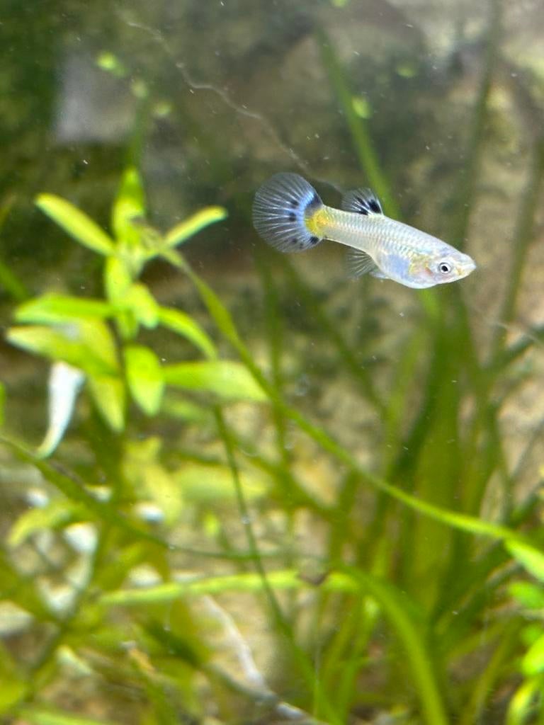 Baby guppys rond de 10 tot 15 stuks, Vis, Zoetwatervis, Schoolvis