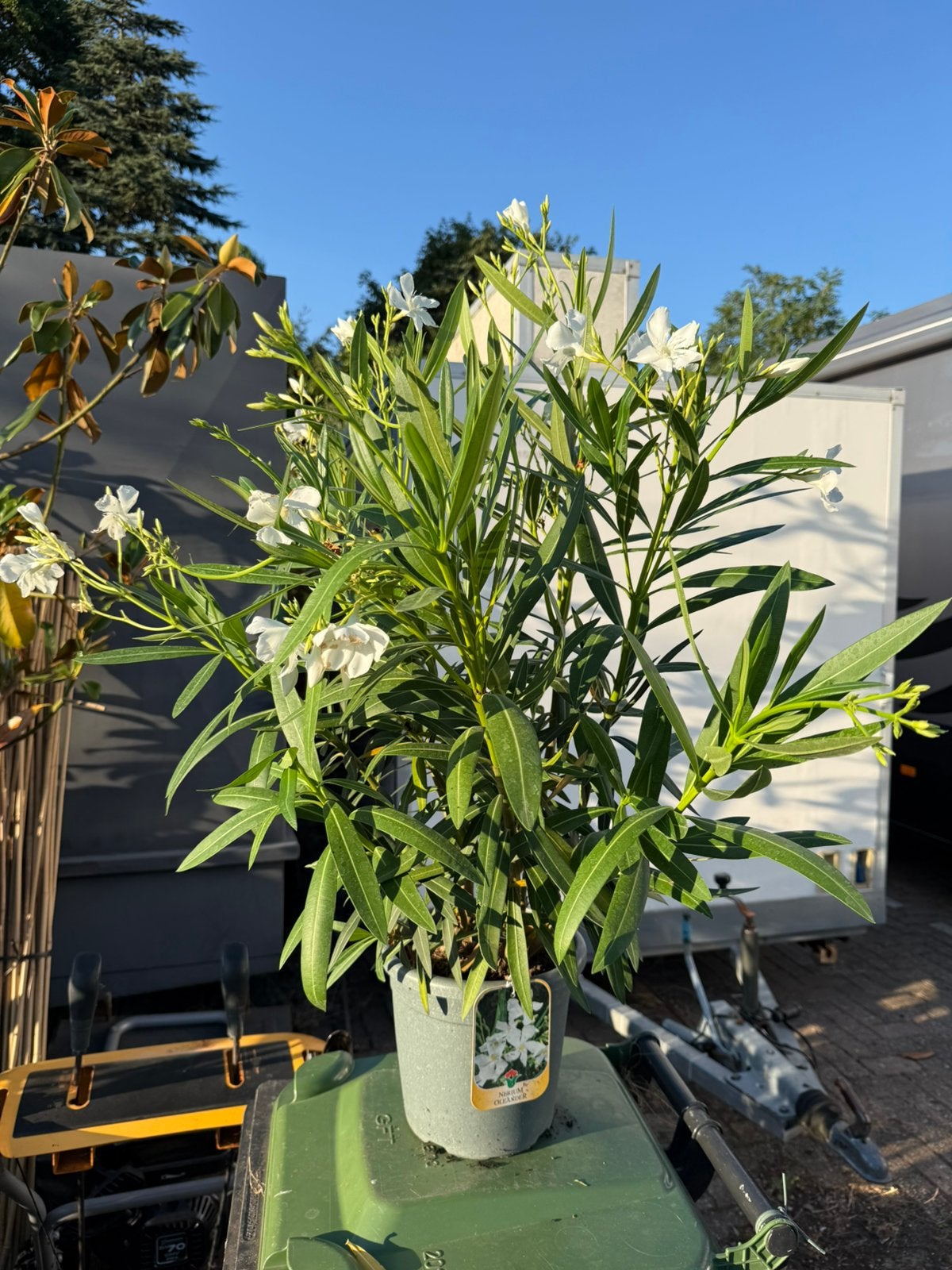 Oleanders unieke aanbieding grote planten 80/90 cm boven pot, Vaste plant, Halfschaduw, Zomer, Ophalen