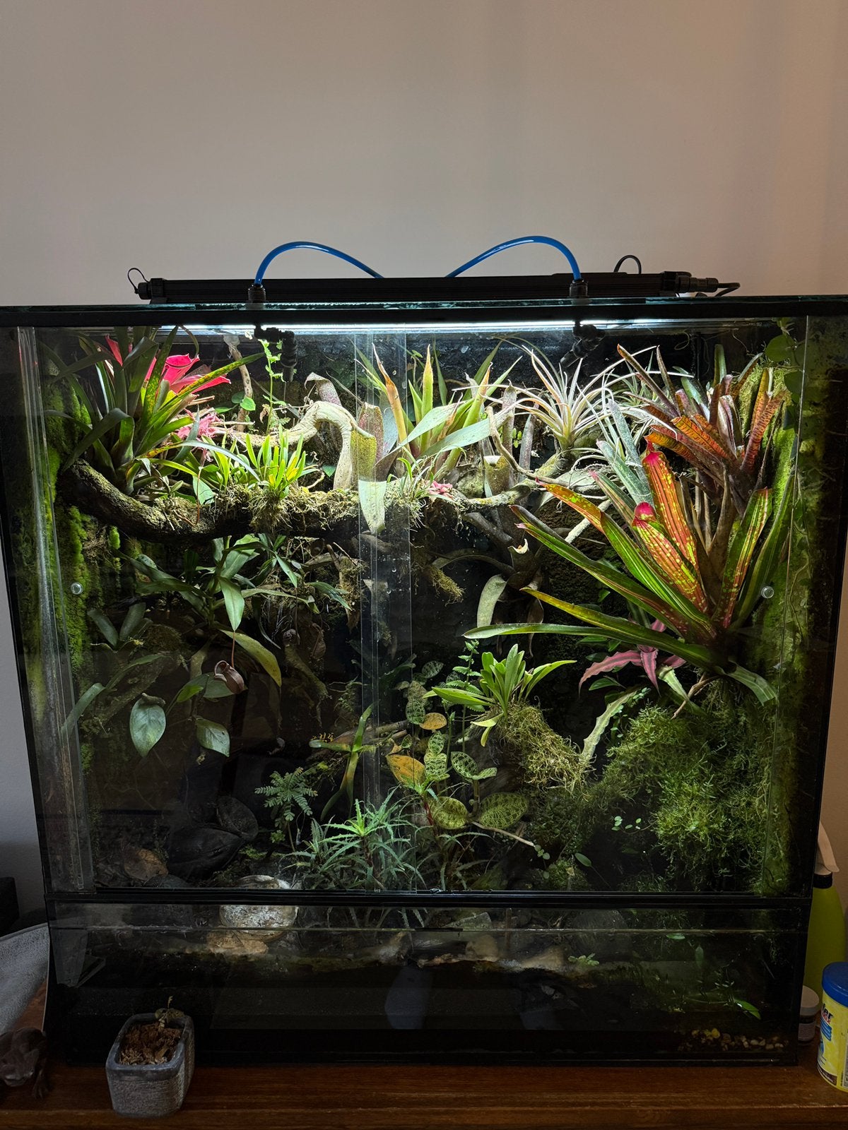 Paludarium 80x40x80, Ophalen, Zo goed als nieuw, Terrarium of Paludarium
