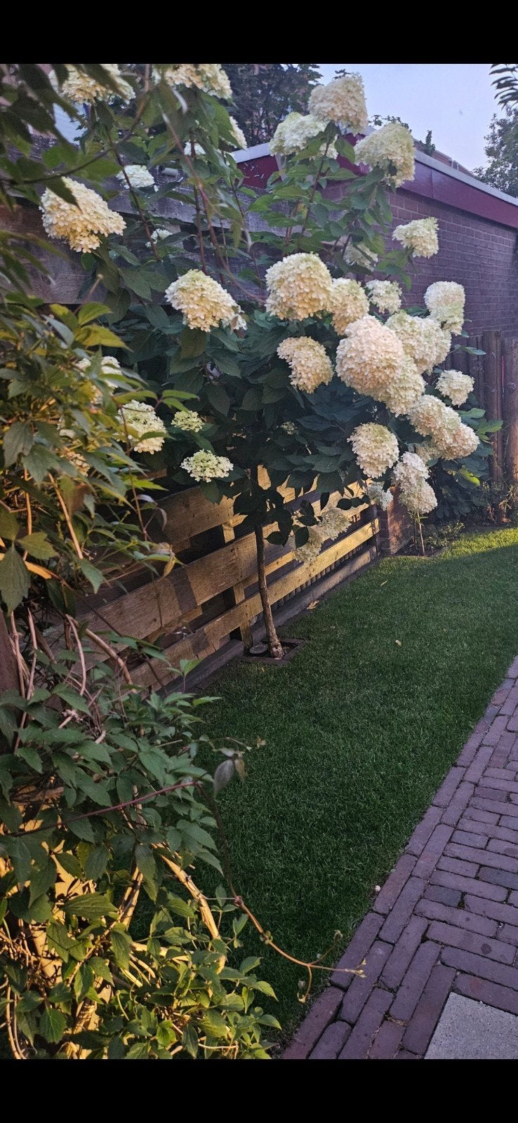 hortensia limelight op stam, Tuin en Terras, 100 tot 250 cm, Zomer, Palmboom, Ophalen