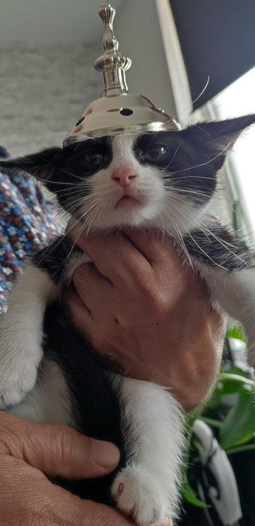 4 broers zoeken een nieuwe familie, Dieren en Toebehoren, Katten en Kittens | Overige Katten, Meerdere dieren, Kortharig, 0 tot 2 jaar
