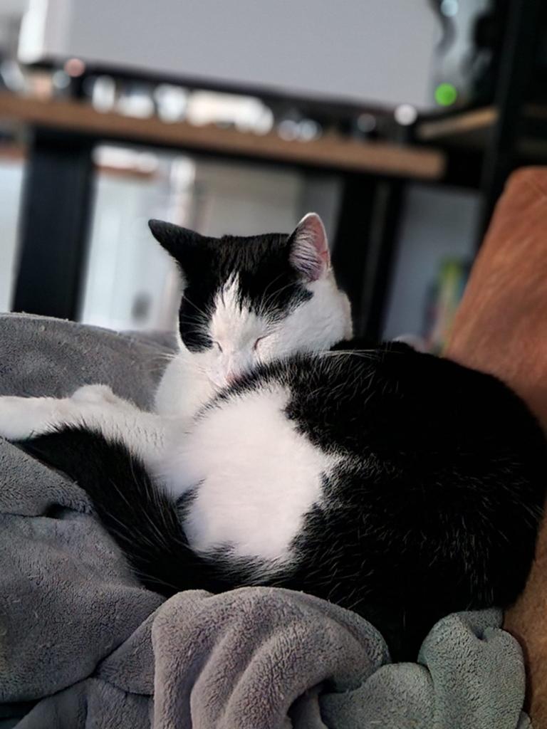 Kat Armani zoekt een nieuw baasje, Dieren en Toebehoren, Kater, Kortharig, 6 jaar of ouder