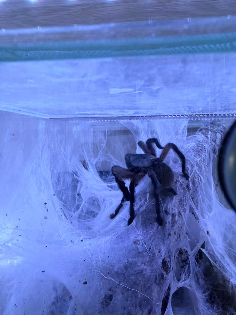 Monocentropus Balfouri, Dieren en Toebehoren, Insecten en Spinnen, Spin of Schorpioen