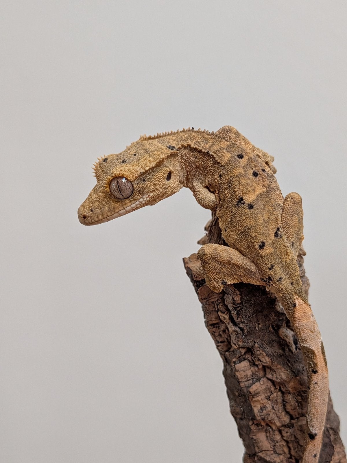 Wimpergekko super dalmatian baby, Dieren en Toebehoren, Hagedis, 0 tot 2 jaar