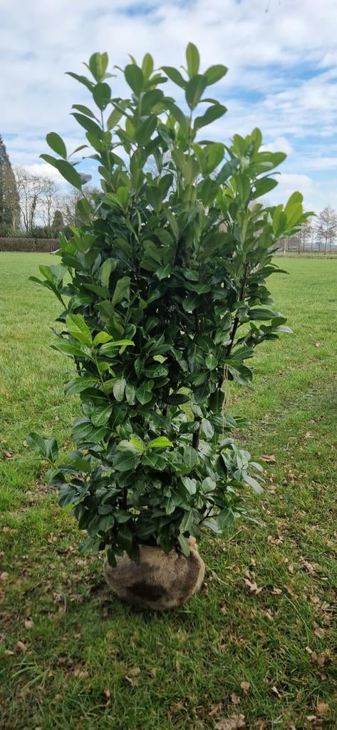 grote  Taxus Baccata, Portugese  laurier en diverse soorten, Tuin en Terras, Planten | Tuinplanten, Overige soorten, Vaste plant