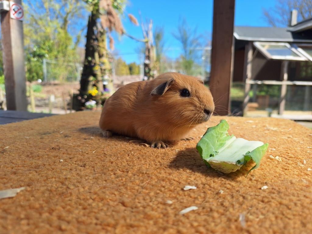 Cavia beertje crème cali, Dieren en Toebehoren, Knaagdieren, Maart, Mannelijk, Cavia