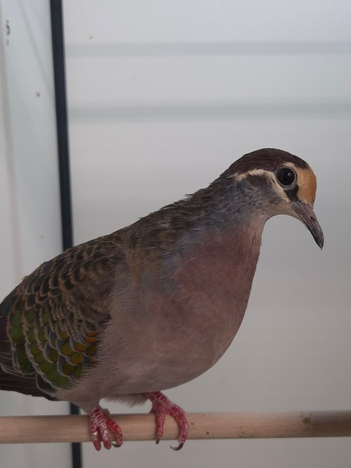 1-1 Bronsvleugel duiven, Dieren en Toebehoren, Vogels | Overige Vogels, Meerdere dieren, Tropenvogel, Geringd