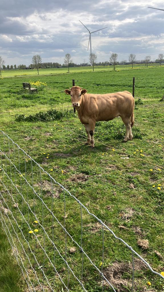 blonde d’aquitaine pink, Dieren en Toebehoren, Vrouwelijk