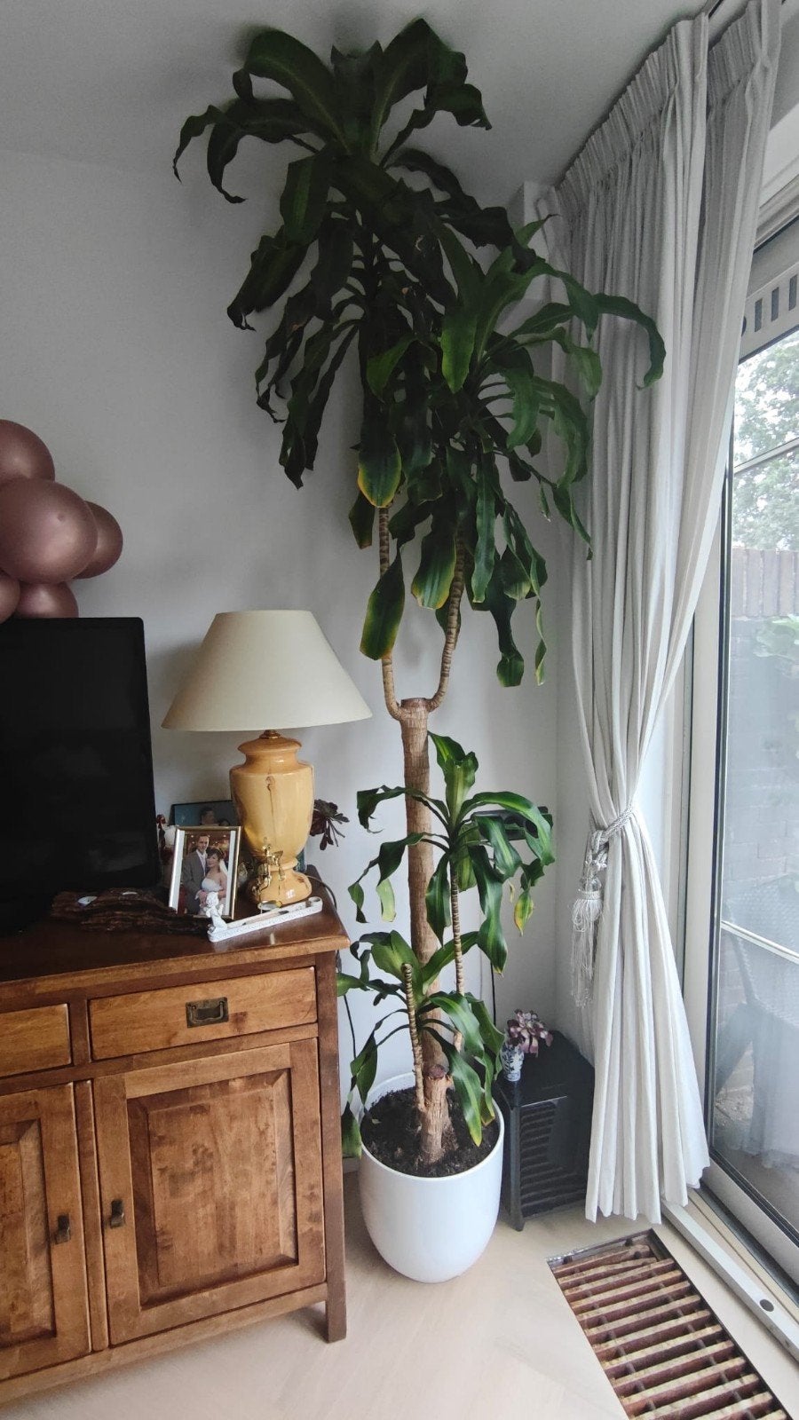 Grote Dracaena plant in pot - 200 cm of meer, Huis en Inrichting, Ophalen, 200 cm of meer, Overige soorten, Halfschaduw