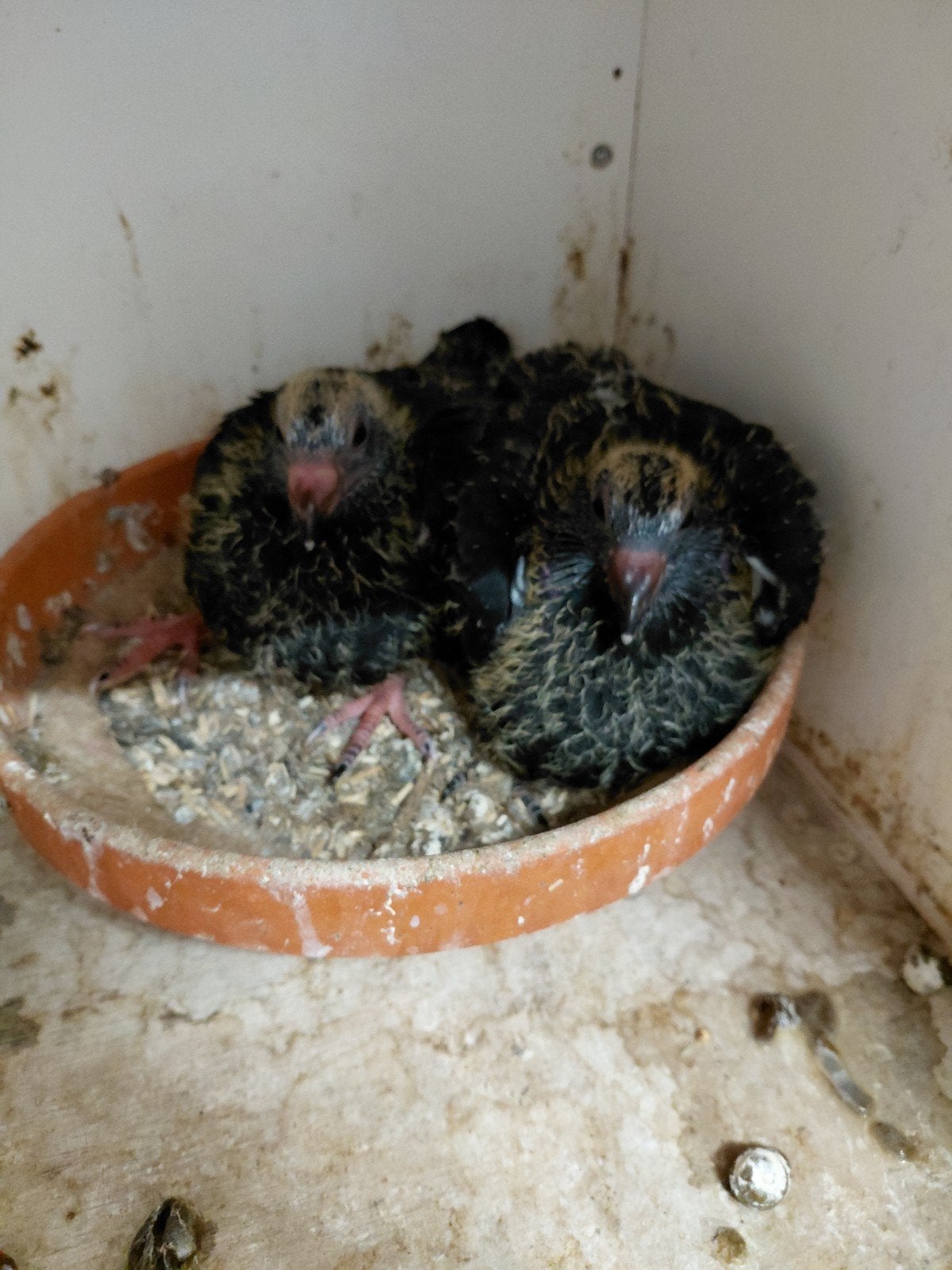 Postduiven scherens vangramberen., Dieren en Toebehoren, Vogels | Duiven, Meerdere dieren, Postduif