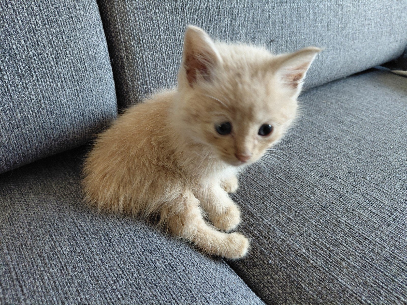 Main coon mannetje, Kater