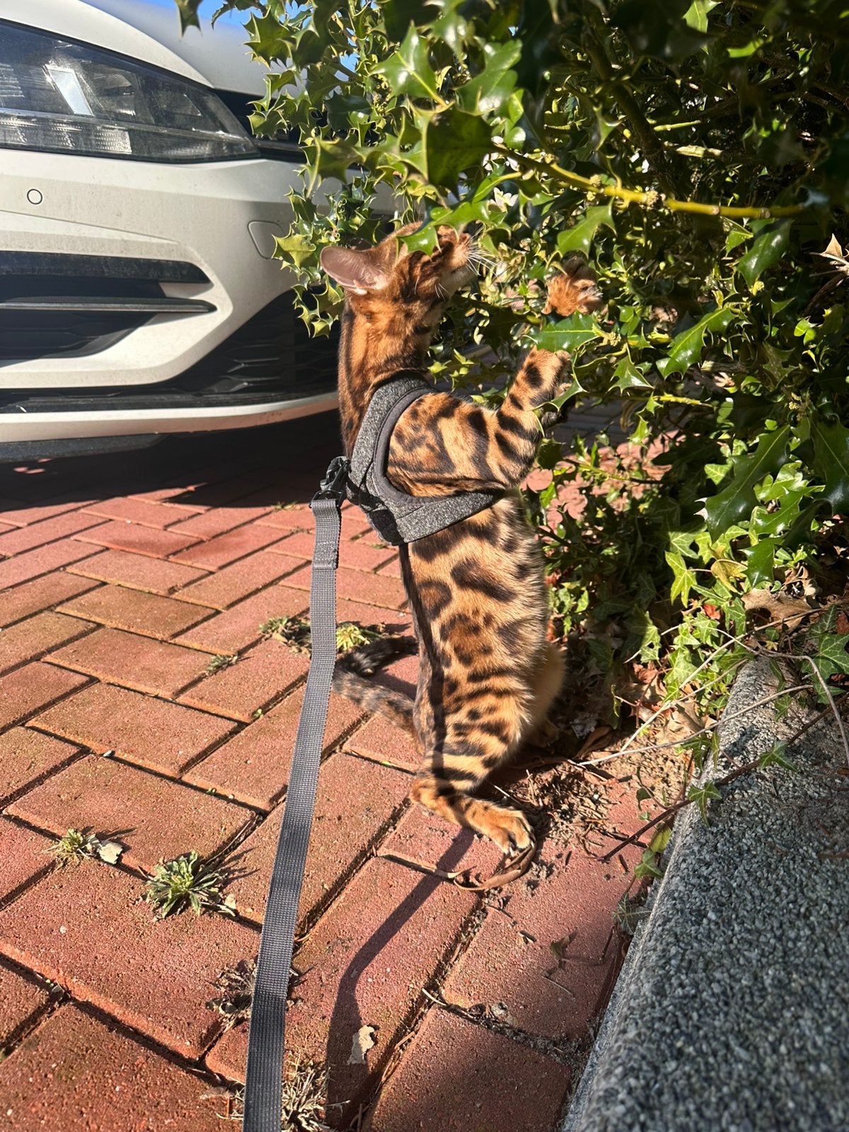 Pure Bengal Cat Charcoal, Dieren en Toebehoren, 0 tot 2 jaar