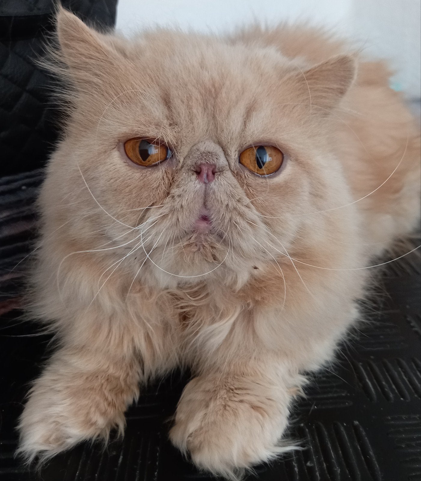 blijvend thuis gezocht, Dieren en Toebehoren, Kater, 3 tot 5 jaar