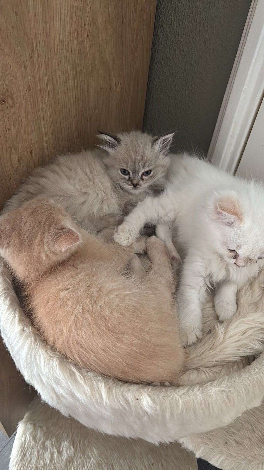 Kitten te koop