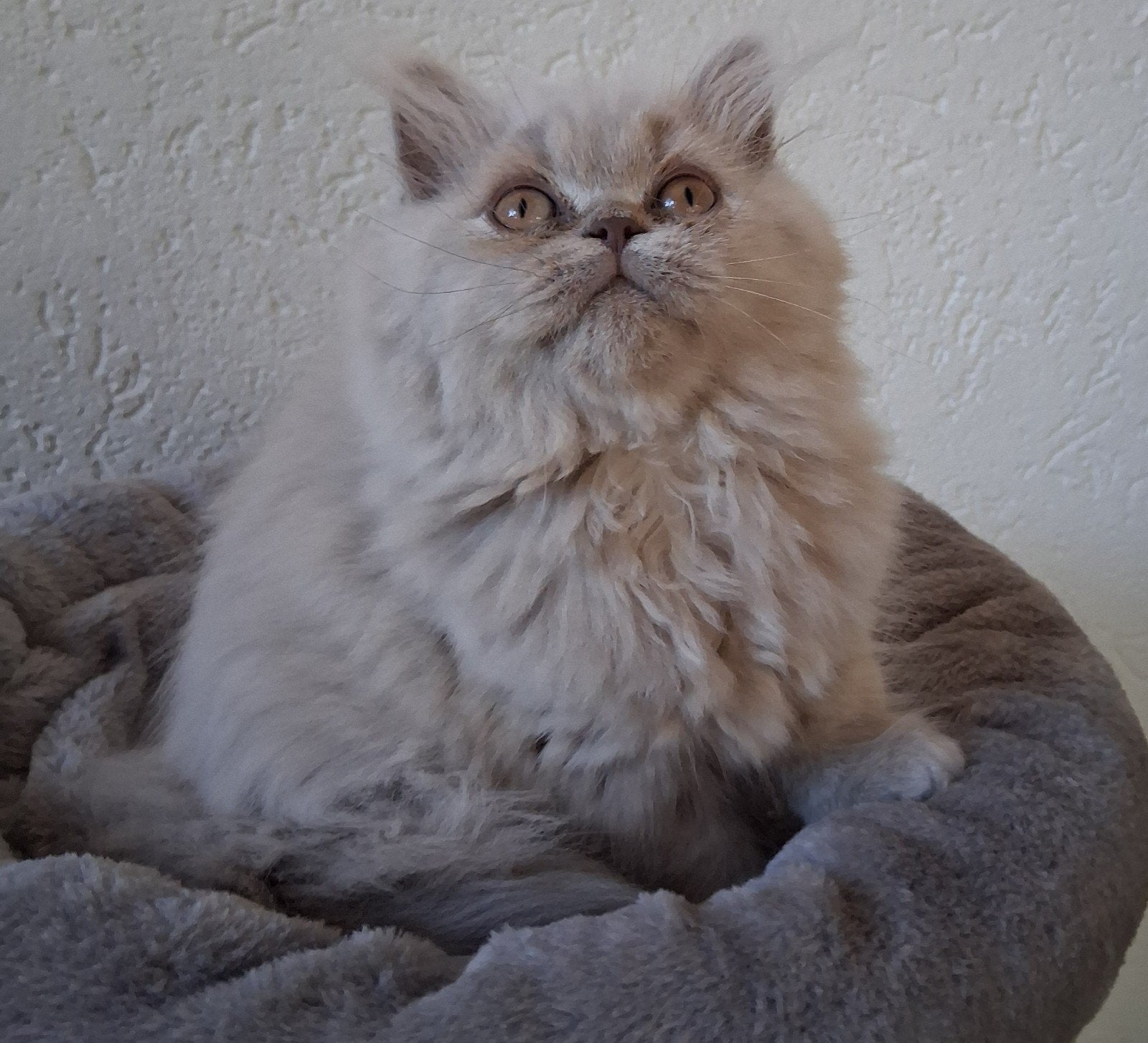 Britse korthaar en langhaar kittens mogen verhuizen, Meerdere dieren, Ontwormd, 0 tot 2 jaar