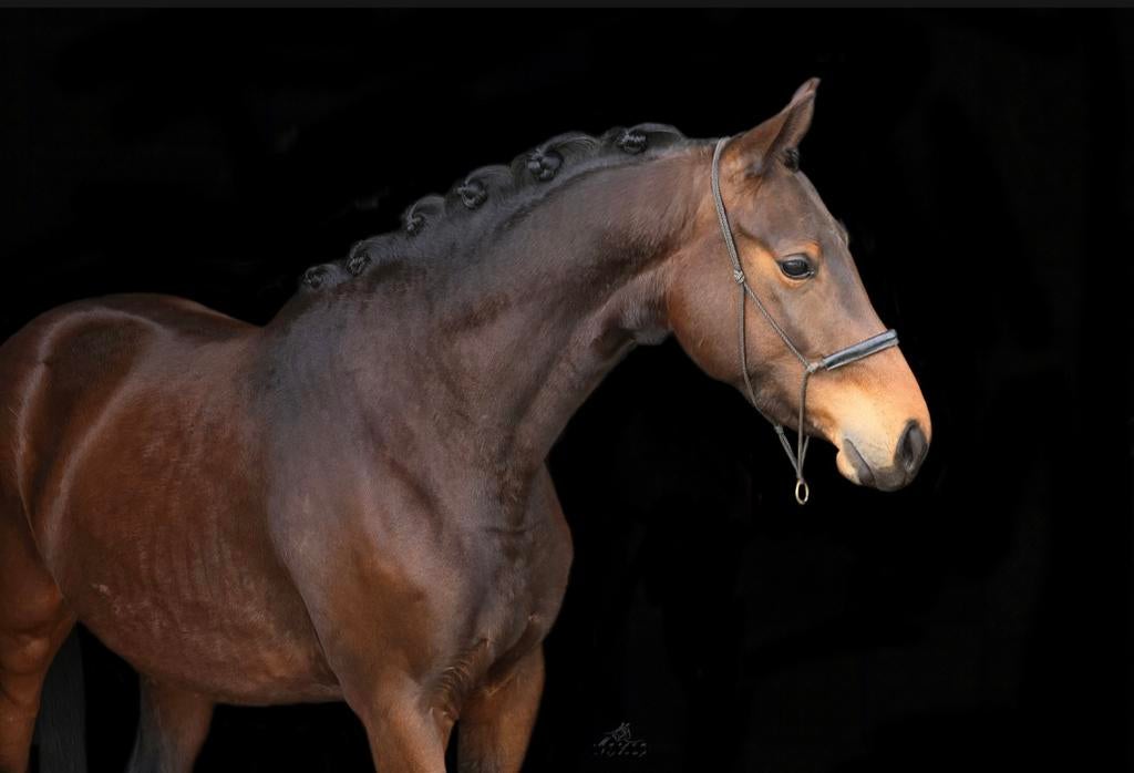 Talentvolle merrie te koop, Merrie, Met stamboom, Dressuurpaard, 3 tot 6 jaar
