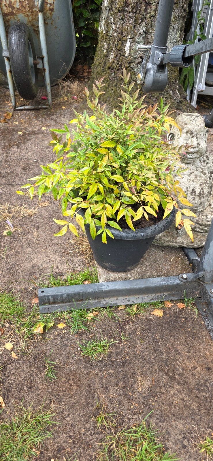 Magical Sunrise Nandina domestica - Winterharde heester, Ophalen