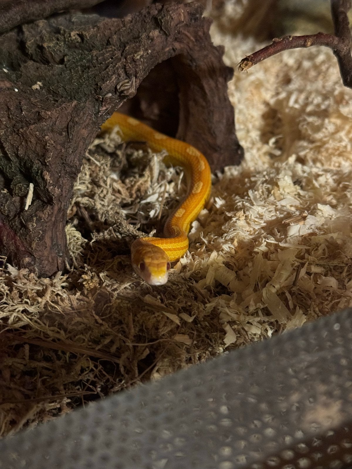 Een korenslang 3 jaar oud met terrarium Corn Snake photo 6