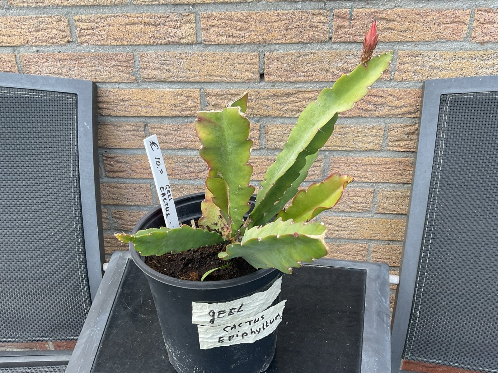 Cactus Epiphyllum, Ophalen, Overige soorten, Volle zon