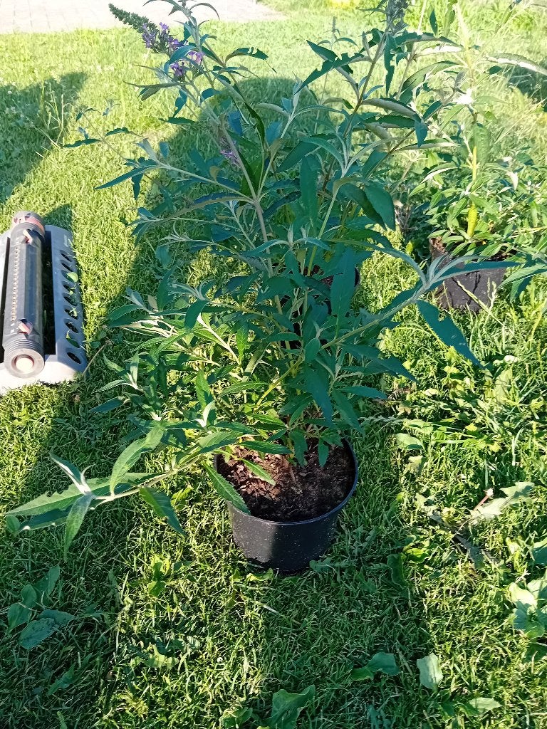 Buddleja, Tuin en Terras, Planten | Tuinplanten, Ophalen, Overige soorten, Volle zon