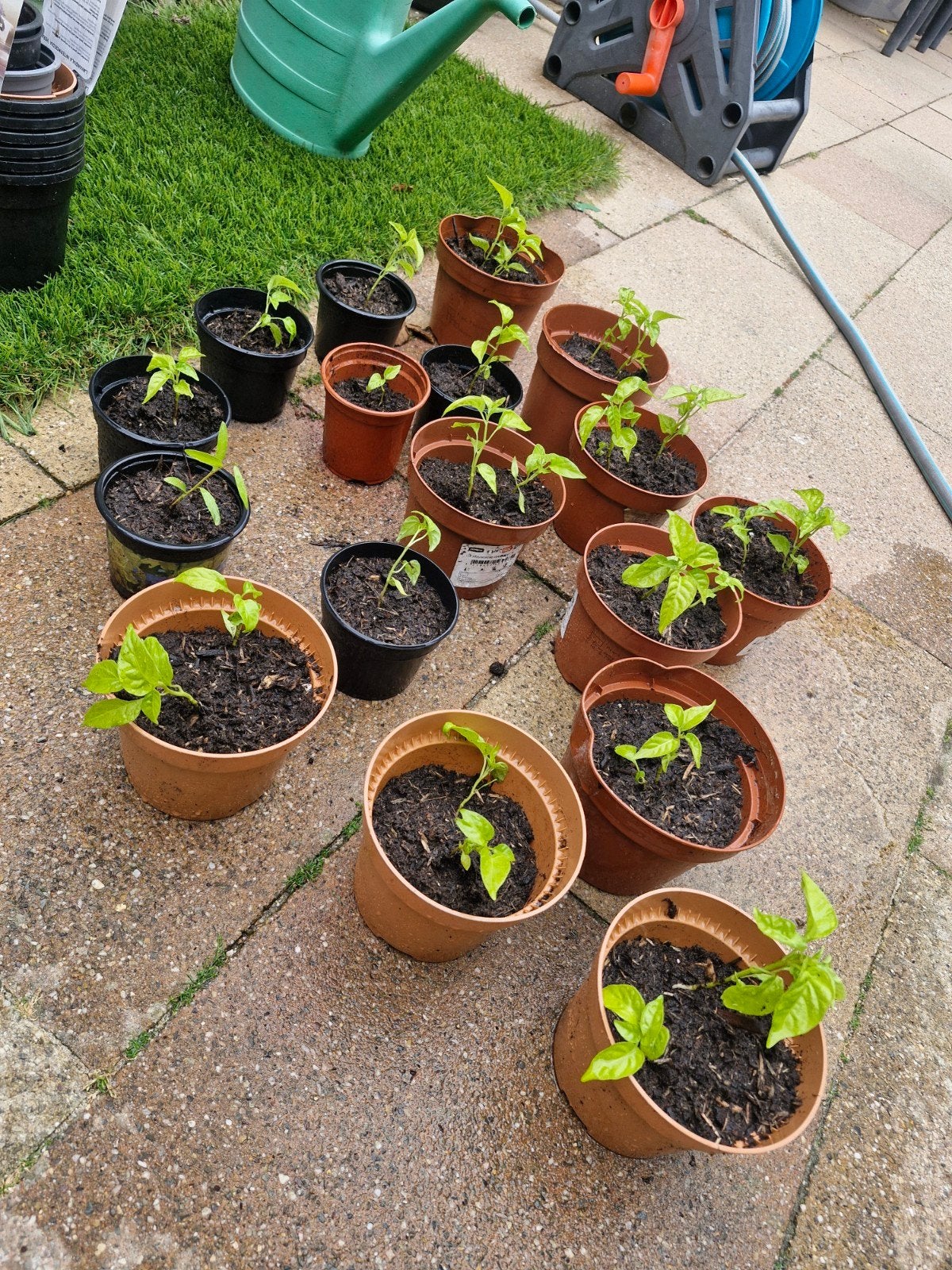 Habanero pepers plantjes - 1 voor 3 euro, 2 voor 5 euro, Tuin en Terras, Planten | Tuinplanten, Ophalen, Volle zon, Groenteplanten
