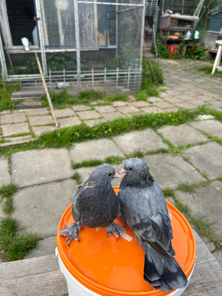 Takla duiven, Dieren en Toebehoren, Vogels | Duiven, Meerdere dieren, Tuimelaar of Roller