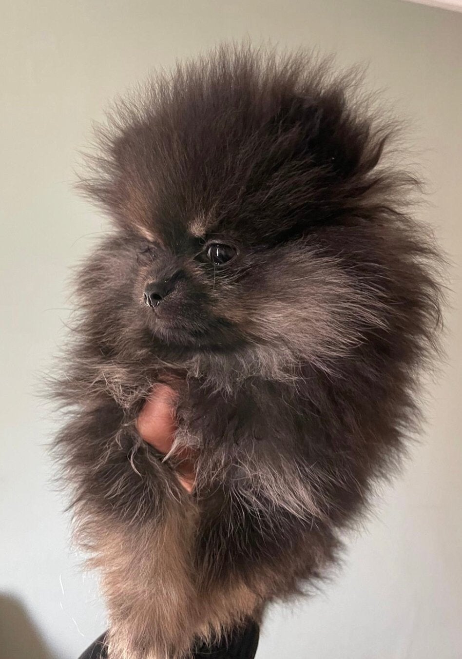 Pomeriaan Puppy Teefje Reutjes, Dieren en Toebehoren, Particulier, Keeshond, 15 weken tot 1 jaar, Reu