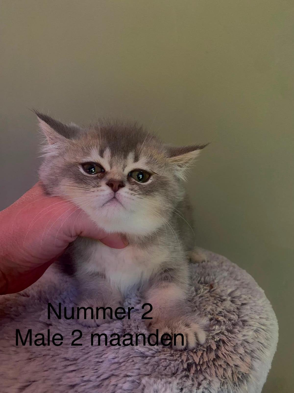 Kittens, Dieren en Toebehoren, Meerdere dieren