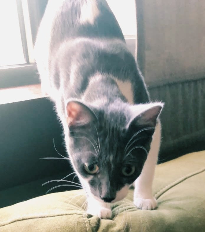 3 zeer leuke kittens, geholpen/chip/ingeent/ontwormd/getest, Dieren en Toebehoren, Meerdere dieren, Kortharig, 0 tot 2 jaar