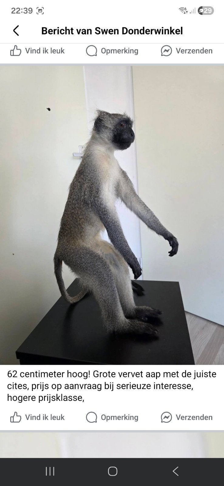 Veel opgezette dieren taxidermie geweien schedels decoratie, Ophalen, Opgezet dier