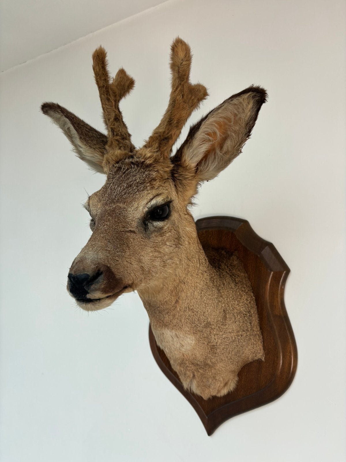 Prachtige opgezette kop ree / hert taxidermie, Ophalen of Verzenden, Zo goed als nieuw, Hert, Gewei of Kop