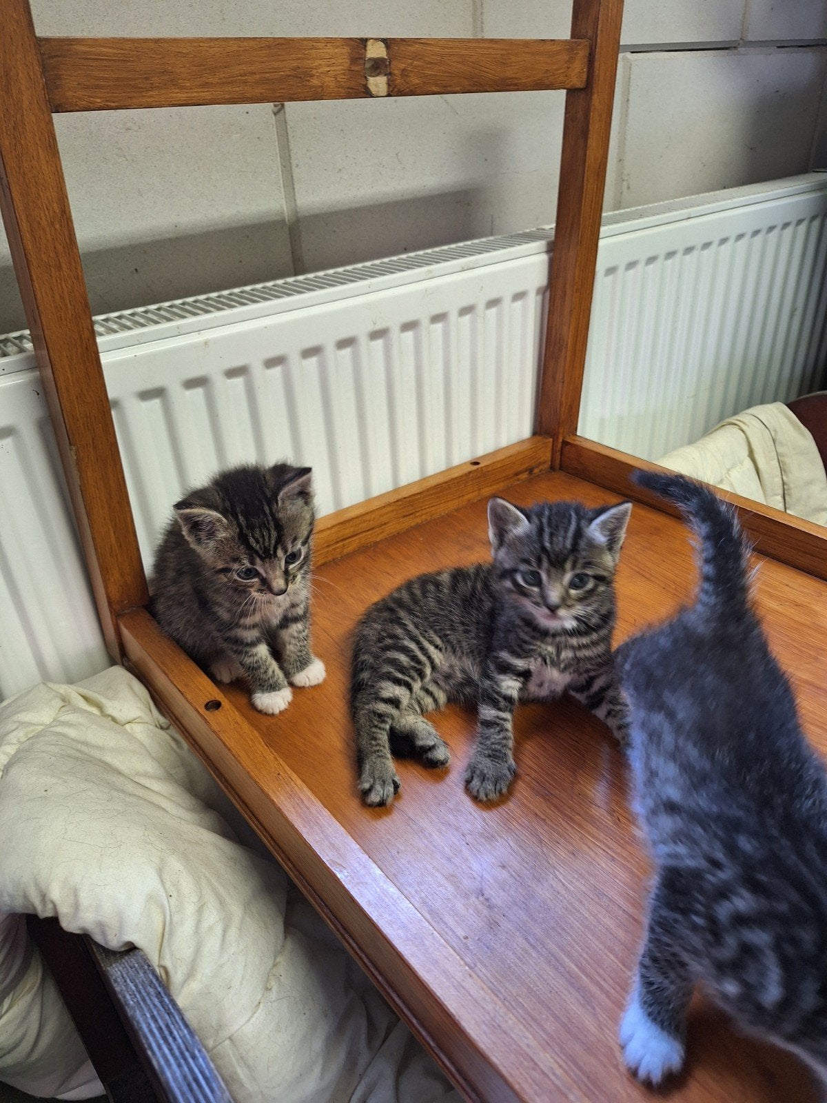 Boerderijkittens, Dieren en Toebehoren, Poes