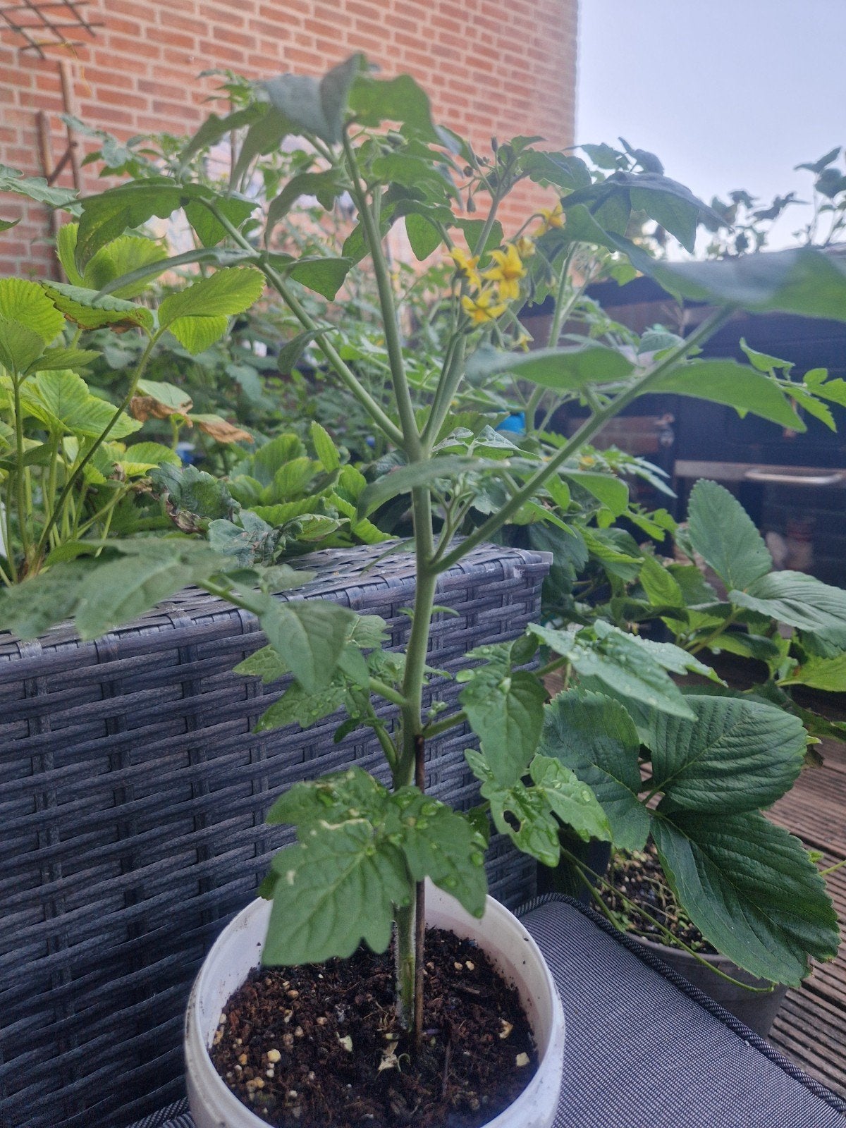 Biologische tomatenplanten in pot, Volle zon, Eenjarig, Ophalen of Verzenden, Zomer