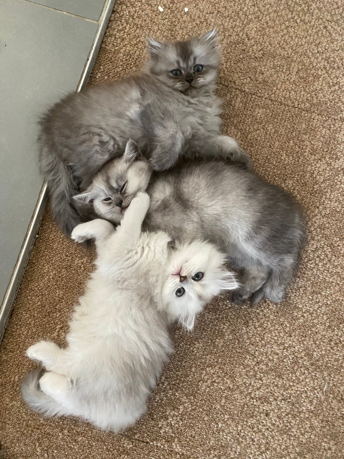 Brits kittens, Dieren en Toebehoren, Katten en Kittens | Raskatten | Langhaar, Meerdere dieren