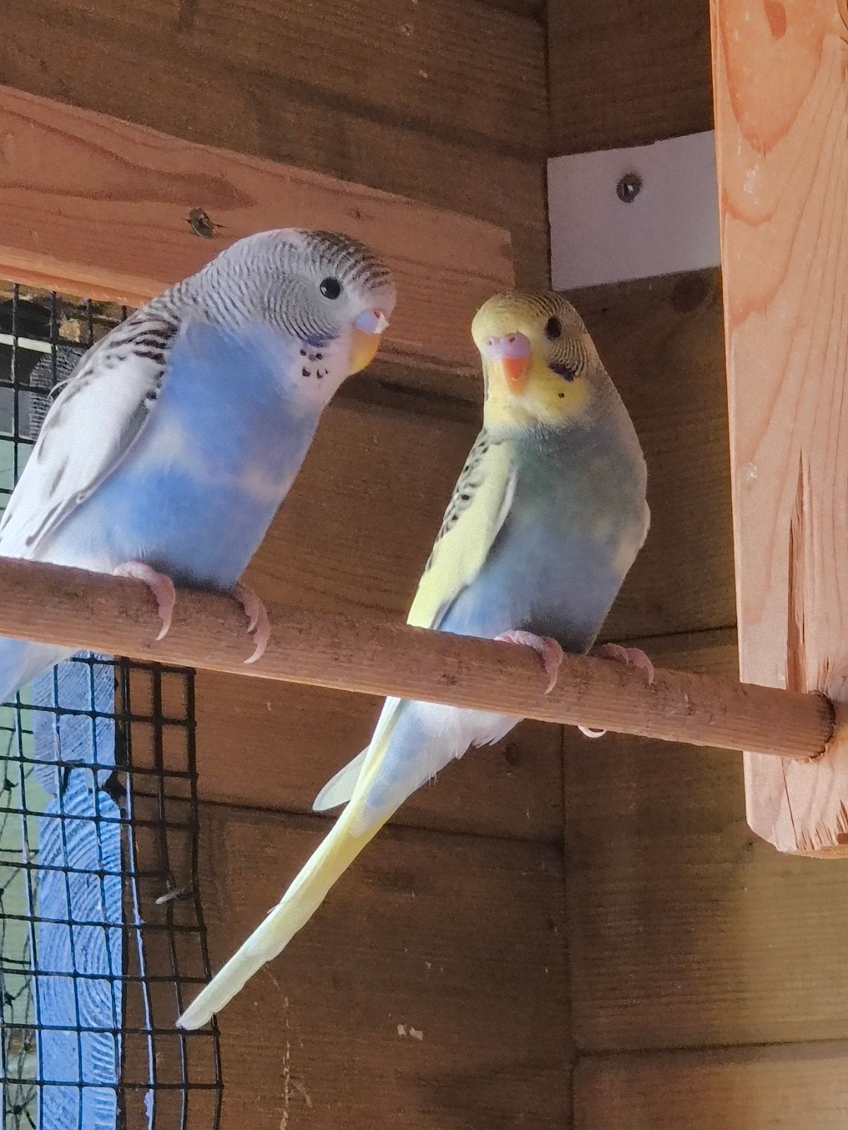 2 jonge grasparkieten, Dieren en Toebehoren, Vogels | Parkieten en Papegaaien, Meerdere dieren, Parkiet