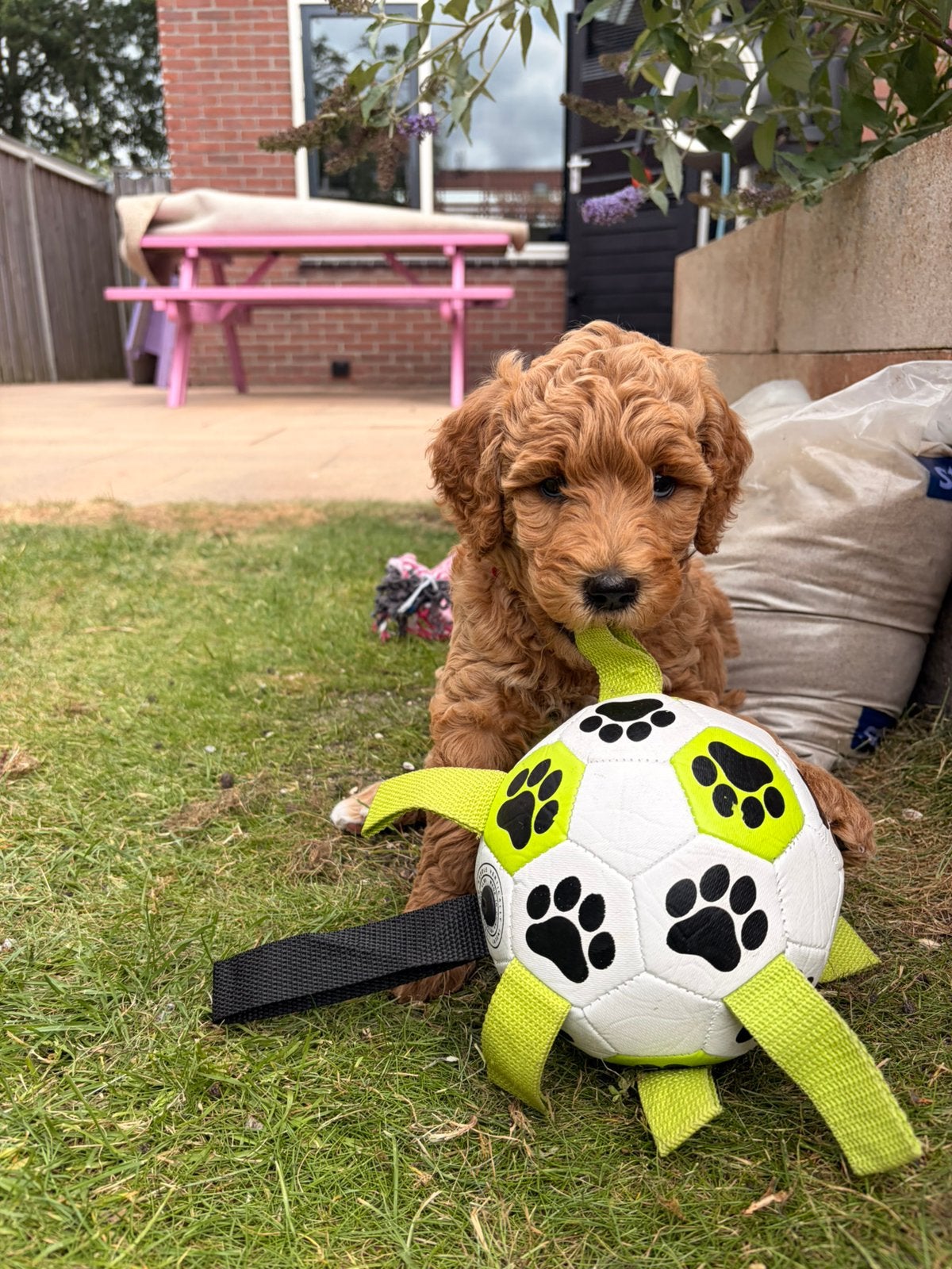 Goldendoodle pups 7 juni geboren 2 teefjes en 6 reutjes, Parvo, Overige rassen, 8 tot 15 weken, Meerdere dieren