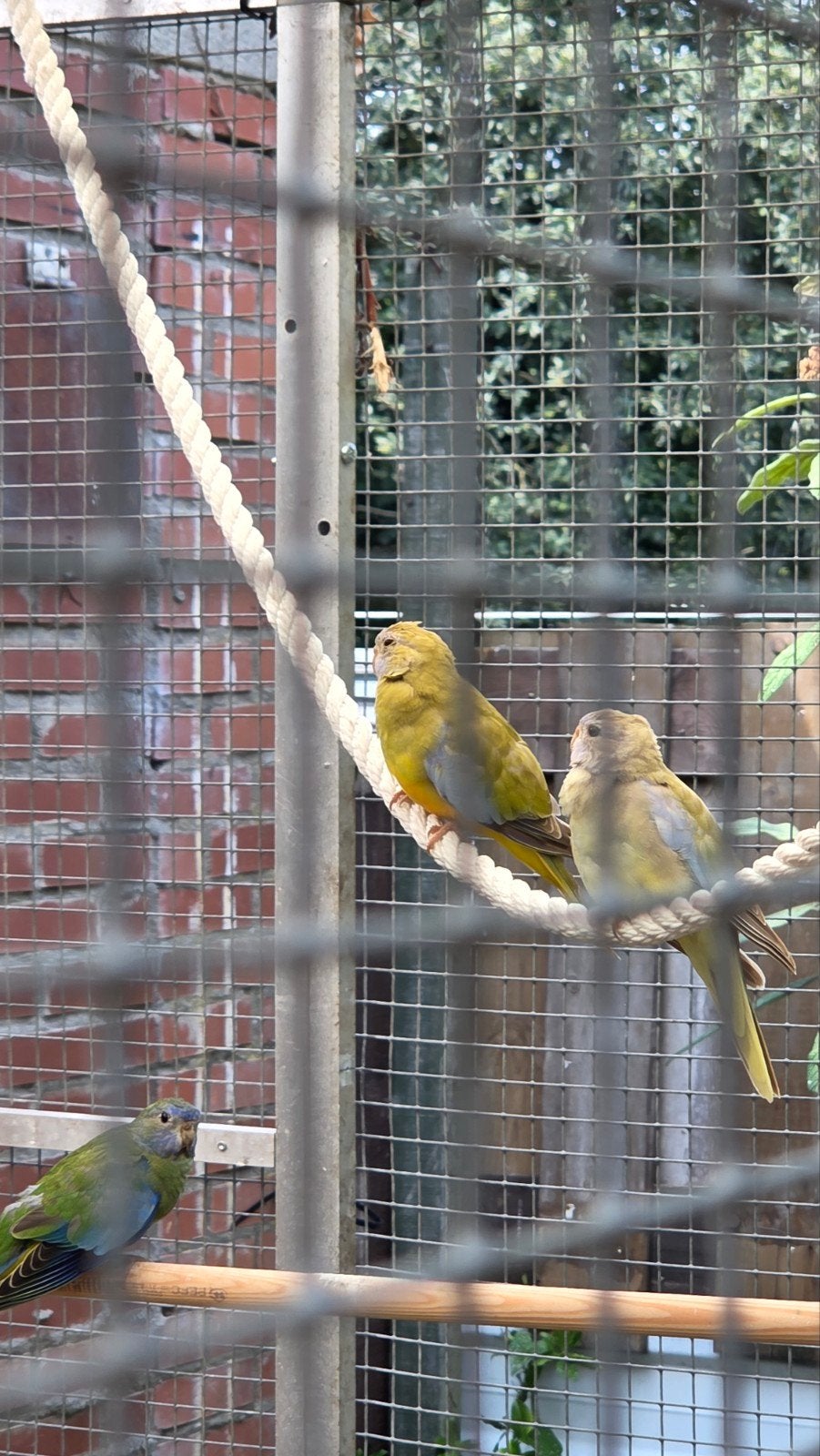 splendit  poppen, Dieren en Toebehoren, Vogels | Parkieten en Papegaaien, Meerdere dieren, Parkiet