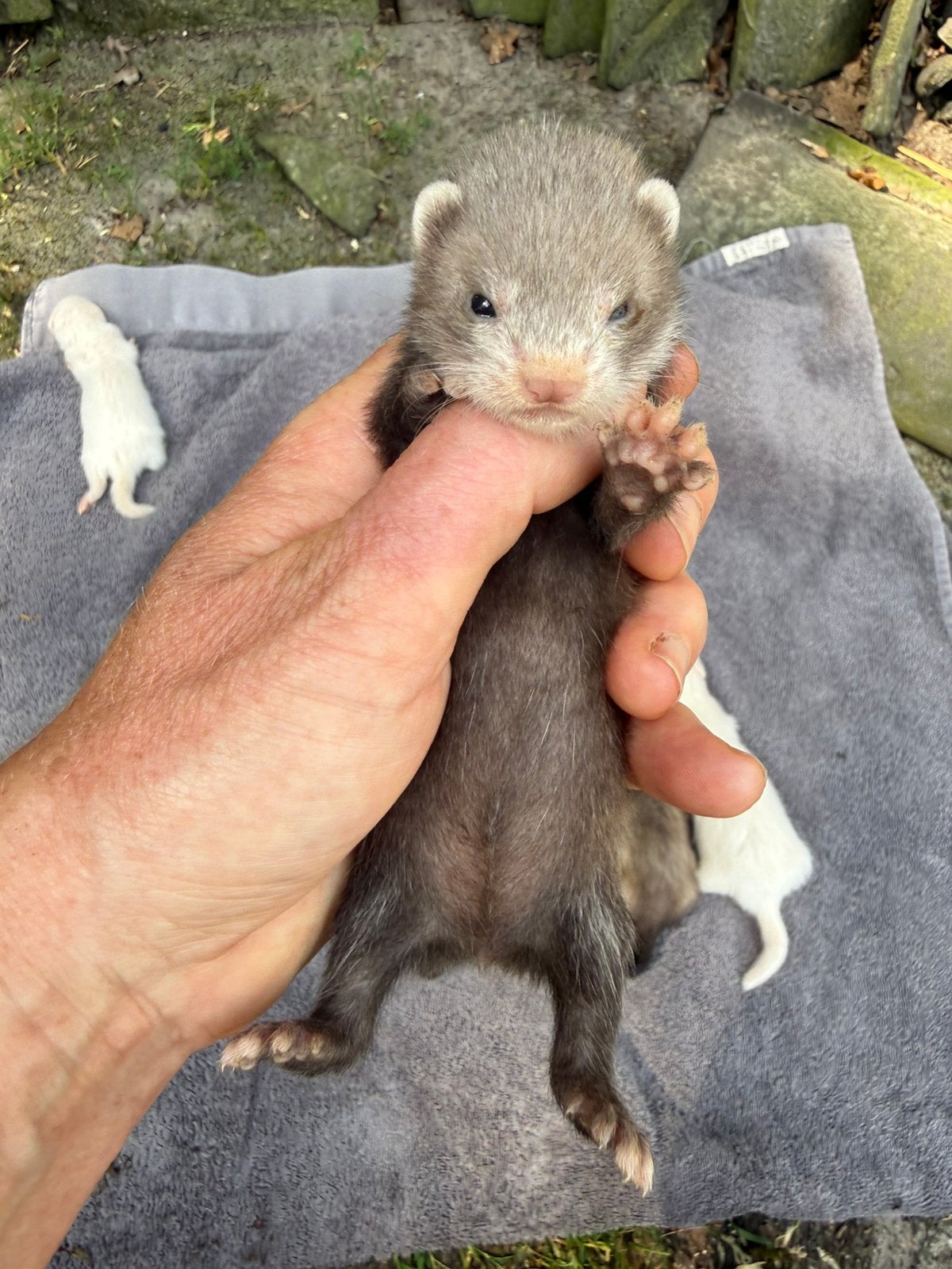 Fret, jonge fret, fret pup, wildkleur moer, Dieren en Toebehoren, Overige Dieren, Mei, Vrouwelijk