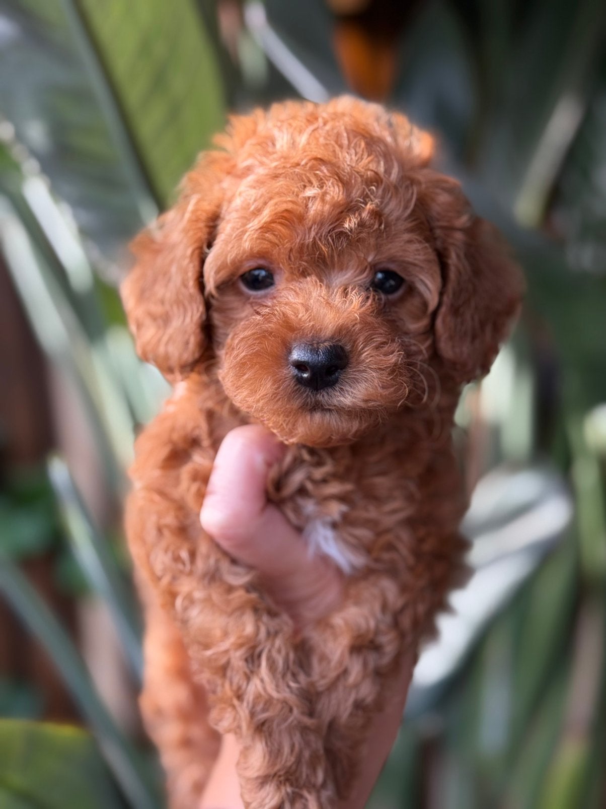 Mini labradoodle pups zoeken forever home, Overige rassen, CDV (hondenziekte), 8 tot 15 weken, Meerdere