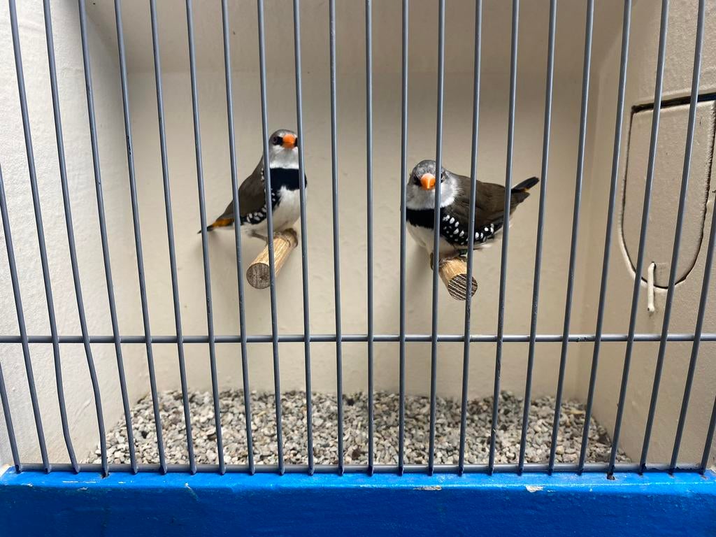 Koppel Diamantvinken, Geelsnavel!, Dieren en Toebehoren, Vogels | Overige Vogels, Meerdere dieren
