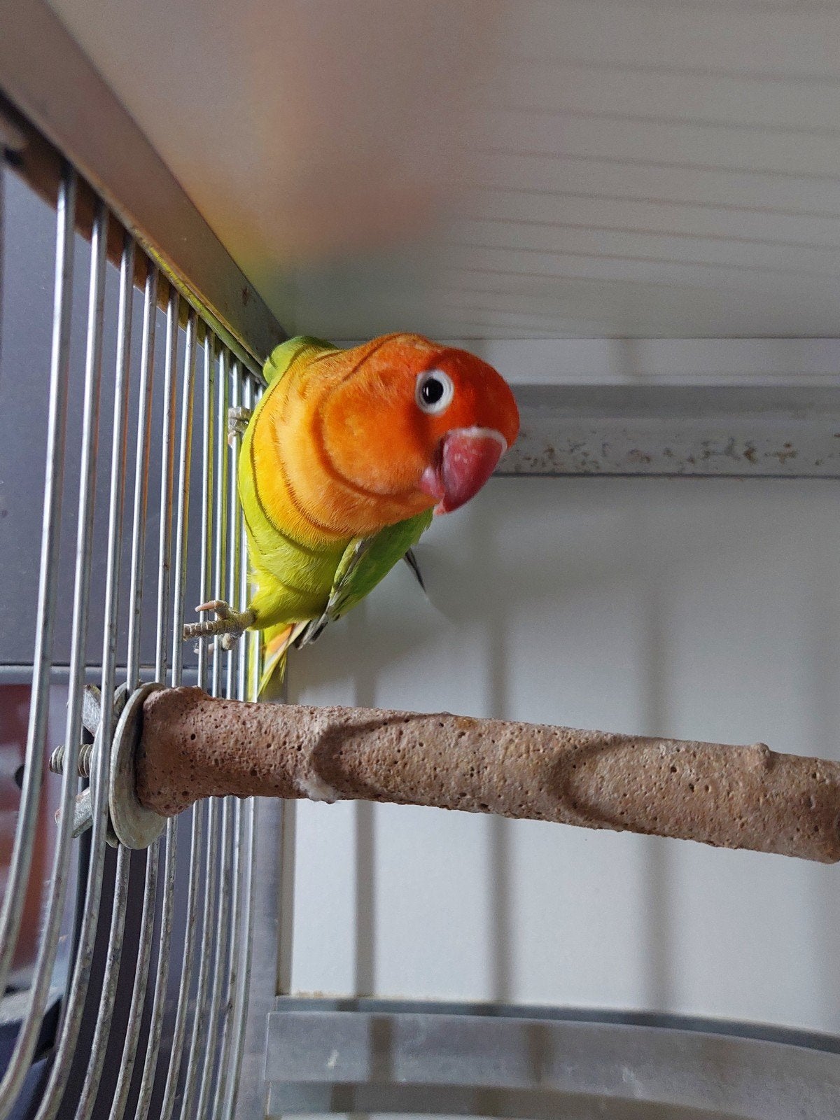 dilute opaline pop 2025, Dieren en Toebehoren, Vrouwelijk, Dwergpapegaai of Agapornis, Geringd
