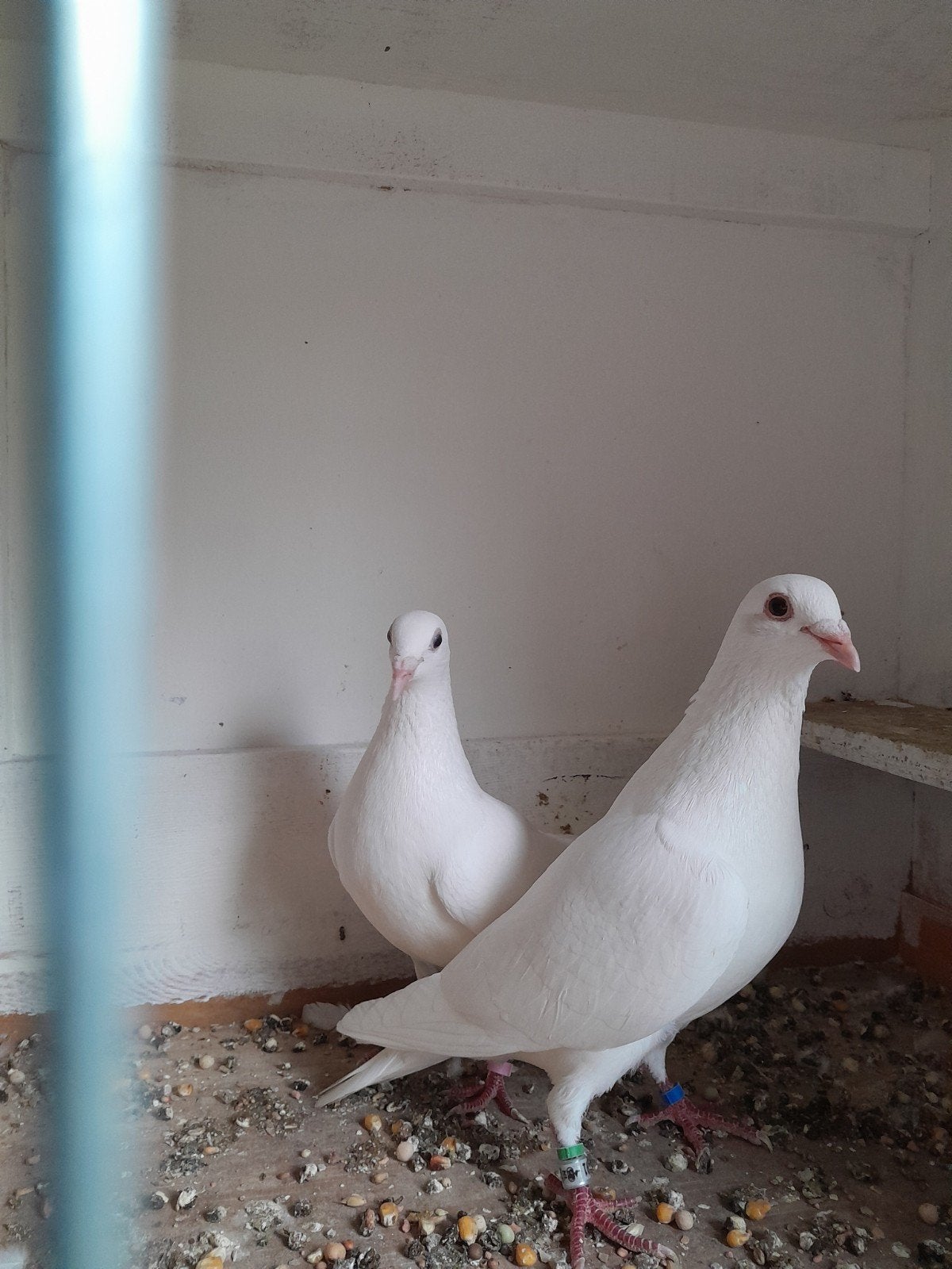 Witte postduiven, Dieren en Toebehoren, Vogels | Duiven, Meerdere dieren, Postduif